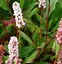 Image result for Persicaria amplexicaulis Rosea