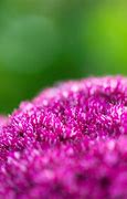 Image result for Purple and Green Background