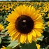 Image result for Sunflower Hoco