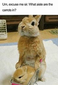 Image result for Happy Baby Animal Memes