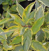 Image result for Cornus alba Gouchaultii