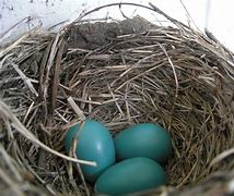 Image result for Bird Nest