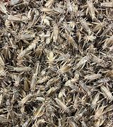 Image result for Live Crickets for Reptiles