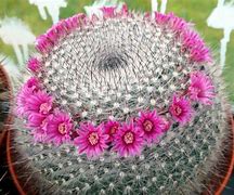 Image result for Old Lady Cactus How to Get Flowers