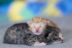 Image result for Baby Kittens Born