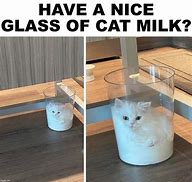 Image result for Milk Cat Même