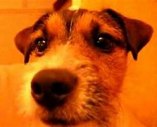 Image result for Funny Jack Russell Puppies