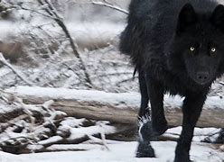 Image result for Lone Black Wolf