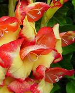 Image result for Gladiolus primulinus Las Vegas