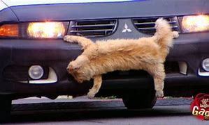 Image result for Cat Car Crash Funny