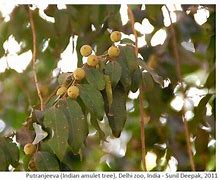 Image result for Barhayee Tree
