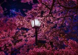 Image result for Cherry Blossom Japan 4K Wallpaper