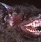 Image result for Types of Bats in Florida