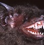 Image result for Bat Types