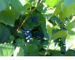 Image result for Wild Vine Plants