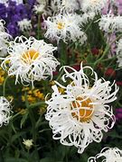 Image result for Leucanthemum Old Court (Superbum-Group)