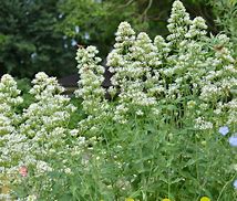 Image result for Centranthus ruber Albus