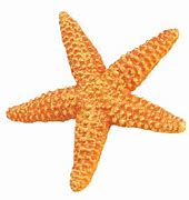 Image result for Starfish ClipArt