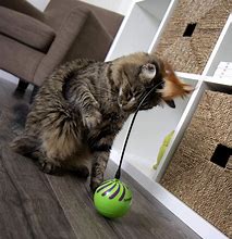 Image result for interactive cat toy