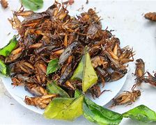 Image result for DIY Cricket Food