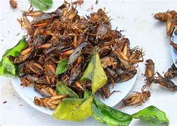 Image result for Cricket Food in Italy