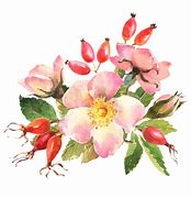 Image result for Watercolor Two Wild Roses