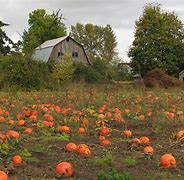 Image result for Albany Pumpkin Picking