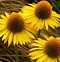 Image result for Echinacea purpurea Maui Sunshine ®