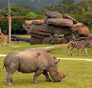 Image result for Australia Zoo Elephants