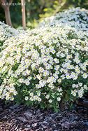 Image result for Aster ageratoides Starshine ®
