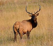 Image result for American Elk