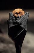 Image result for Upside Down Bat