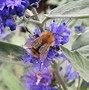 Image result for Caryopteris clandonensis STERLING SILVER