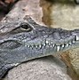 Image result for Caiman Crocodilus