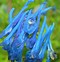 Image result for Corydalis Craigton Blue