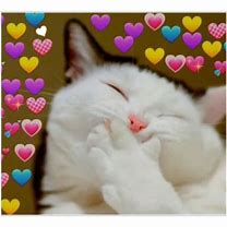 Image result for Adorable Cat Memes