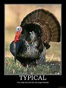 Image result for Funny Wild Turkey Pictures