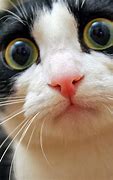 Image result for Funny Confused Cat Face