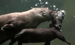 Image result for Otter Swimming with Baby