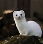 Image result for Most Cute Animal in the World