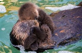 Image result for Mommy and Baby Otter