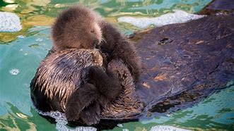 Image result for Otter Mom and Baby