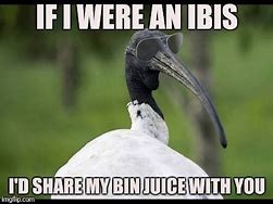 Image result for Ibis Memes