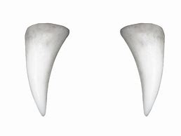 Image result for Vampire Teeth No Background