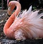Image result for Flamingo Brid