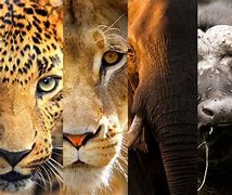 Image result for The Big 5 in Black and White