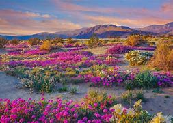 Image result for California Desert Wildflowers