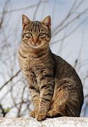 Image result for Cat with 4 Ears Cute