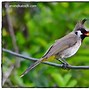 Image result for bulbul
