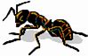 Image result for Ant